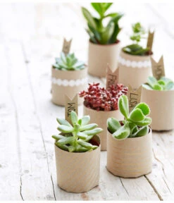 Bestseller -Ubbink Verkäufe 8722514 PR MO 002 Sukkulenten