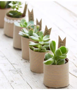 Mini Sukkulenten, Verschiedene Sorten -Ubbink Verkäufe 8722514 PR MO 006 Sukkulenten