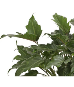 Baumfreund - Philodendron 'Xanadu' -Ubbink Verkäufe 8738163 WE DE 001 BaumfreundPhilodendronXanadouT21DehnerExpressHerzig
