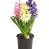Hyazinthe 'Mixies' -Ubbink Verkäufe 8747008 WE FS 001 Hyazinthen3erMixiesT12
