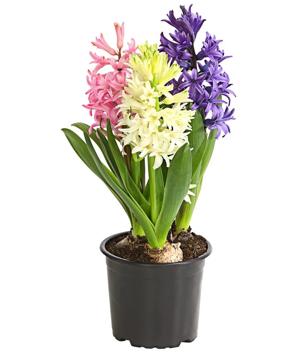 Hyazinthe 'Mixies' 3 Hyazinthe 'Mixies'