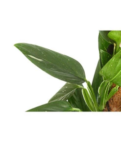 Ubbink Verkäufe -Ubbink Verkäufe 8747073 PR DE 001 PhilodendronCobraT19DehnerExpressHerzig