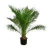 XXL Kanarische Dattelpalme, Ca. 170 Cm -Ubbink Verkäufe 8753063 WE FS 002 PhoenixCanariensis70L DattelpalmeXXL