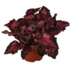 Blattbegonie - Begonia Rex-Hybride 'Inca Night' -Ubbink Verkäufe 8761025 WE FS 001 BegoniaIncaNight Blattbegonie