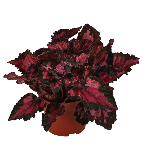Blattbegonie - Begonia Rex-Hybride 'Inca Night' 3 Blattbegonie - Begonia Rex-Hybride 'Inca Night'