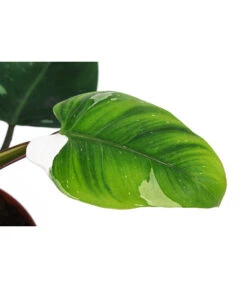 Baumfreund - Philodendron 'White Princess' -Ubbink Verkäufe 8763815 WE DE 001 PhilodendronWhitePrincessT17