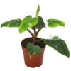 Baumfreund - Philodendron 'White Princess' -Ubbink Verkäufe 8763815 WE FS 001 PhilodendronWhitePrincessT17