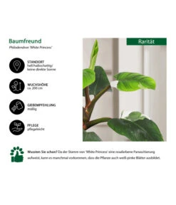 Baumfreund - Philodendron 'White Princess' -Ubbink Verkäufe 8763815 WE IG 002 BaumfreundPhilodendronWhitePrincess