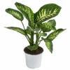 Dieffenbachie - Dieffenbachia 'Tropic Snow' 1 Dieffenbachie - Dieffenbachia 'Tropic Snow' -Ubbink Verkäufe 8763872 WE FS 001 DieffenbachieTropicT17