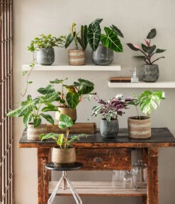 Ubbink Verkäufe -Ubbink Verkäufe 8765224 WE MO 002 PhilodendronVerrucosum 1