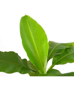 Japanische Faserbanane - Musa Basjoo -Ubbink Verkäufe 8777211 PR DE 001 MusaBasjooT20DehnerExpressHerzig