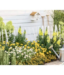 Strohblume, Verschiedene Farben -Ubbink Verkäufe 8803926 WE MO 001 AntirrhinumMSanvitaliaTagetesBractheantha2021GC09