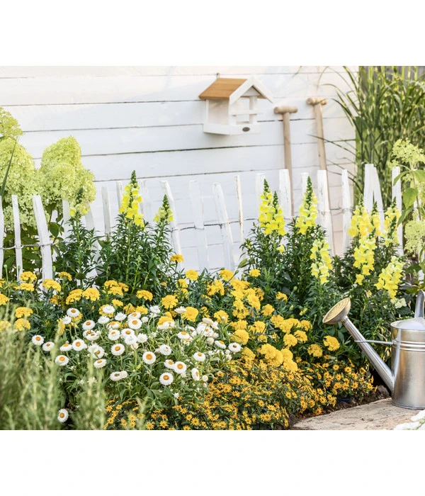 Strohblume, Verschiedene Farben – Bild 5