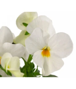 Beet- & Balkonpflanzen-Set Oranger Frühling, 6-teilig -Ubbink Verkäufe 8808685 WE DE 002 ViolaCornutaWeiss