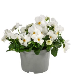 Beet- & Balkonpflanzen-Set Oranger Frühling, 6-teilig -Ubbink Verkäufe 8808685 WE FS ViolaCornutaWeissGelb