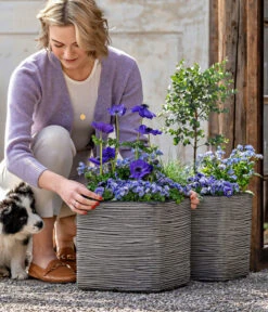 Vergissmeinnicht 'Myomark' -Ubbink Verkäufe 8809386 WE MO 001 FrueheFarbenBlau