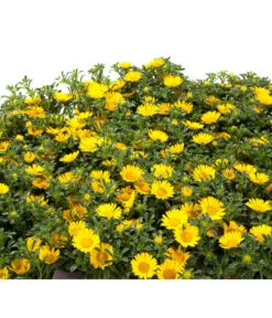 Goldtaler -Ubbink Verkäufe 8809394 BildD 001 GoldtalerAsteriscusMarit