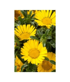 Goldtaler -Ubbink Verkäufe 8809394 BildD 002 GoldtalerAsteriscusMarit