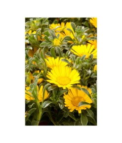 Goldtaler -Ubbink Verkäufe 8809394 BildD 003 GoldtalerAsteriscusMarit