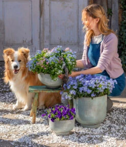 Ubbink Verkäufe -Ubbink Verkäufe 8809527 WE MO 001 VergissmeinnichtTrio Fruehling Content 2023 02