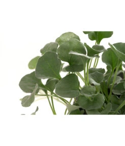 Beet- & Balkonpflanzen-Set Schattenbeet, 6-teilig -Ubbink Verkäufe 8809550 WE DE 001 DICHONDRA