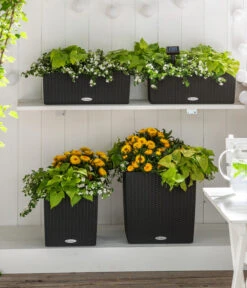 Strohblume, Verschiedene Farben -Ubbink Verkäufe 8809592 8824500 WE MO 001 SuteraSchneefloeckchenWeiss GC07 2022 01