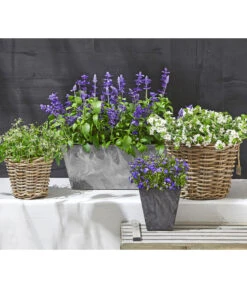 Männertreu 'Blue Eye' -Ubbink Verkäufe 8809592 WE MO 002 MaennertreuSutera