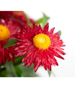 Strohblume, Verschiedene Farben -Ubbink Verkäufe 8809881 PR DE 001 BracteanthaHelichrysumCultivarsStrohblumeDehnerExpressZS