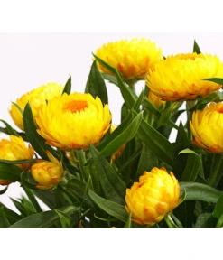 Strohblume, Verschiedene Farben -Ubbink Verkäufe 8809881 PR DE 001 StrohblumeHelichrysumCultivarsT12MixDehnerExpressHerzig