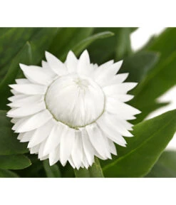 Strohblume, Verschiedene Farben -Ubbink Verkäufe 8809881 PR DE 003 BracteanthaT12StrohblumeDehnerExpressHerzig