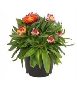 Strohblume, Verschiedene Farben -Ubbink Verkäufe 8809881 PR FS 001 BracteanthaT12StrohblumeDehnerExpressHerzig