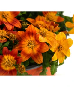 Goldmarie, Orange 13 Goldmarie, Orange -Ubbink Verkäufe 8810020 WE DE 001 BidensOrangeT12