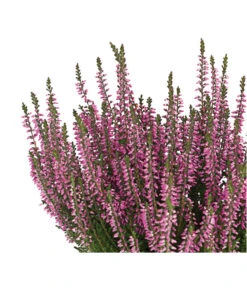 Knospenheide 'Hilda®' -Ubbink Verkäufe 8810319 PR DE 002 CallunaHildaKnospenblueherT10DehnerExpressHerzig