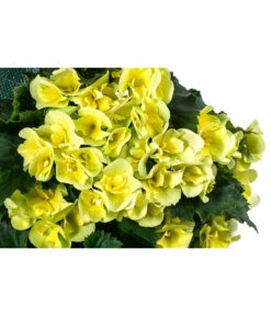 Wandhänger Mit Hängebegonien, Verschiedene Sorten 19 Wandhänger Mit Hängebegonien, Verschiedene Sorten -Ubbink Verkäufe 8810988 WE DE 001 HaengebegonieWandhaengergelb