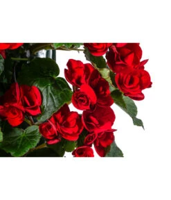 Wandhänger Mit Hängebegonien, Verschiedene Sorten 22 Wandhänger Mit Hängebegonien, Verschiedene Sorten -Ubbink Verkäufe 8810988 WE DE 001 HaengebegonieWandhaengerrot