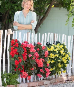 Wandhänger Mit Hängebegonien, Verschiedene Sorten 17 Wandhänger Mit Hängebegonien, Verschiedene Sorten -Ubbink Verkäufe 8810988 WE MO 001 BegoniaWandhaenger