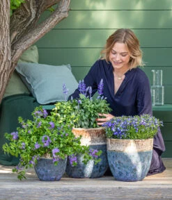 Männertreu 'Blue Eye' -Ubbink Verkäufe 8811143 WE MO 001 BlaueMauritius