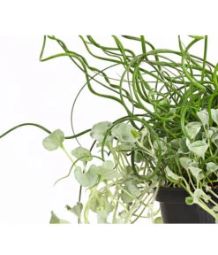 Pflanzen-Duo Herbstregen -Ubbink Verkäufe 8811820 WE DE 001 DichondraJuncusSilberregenLiebeslockenT12DehnerExpressHerzig