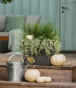 Pflanzen-Duo Herbstregen -Ubbink Verkäufe 8811820 WE MO 001 DichondraJunkusSilberregenLiebeslockenT12 GC13 2022