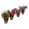 Fuchsie, Hängend -Ubbink Verkäufe 8812703 WE FS 005 FuchsieT12