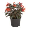 Fuchsie Koralle -Ubbink Verkäufe 8812745 PR FS 001 FuchsiaFuchsieKoralleDehnerExpressHerzig