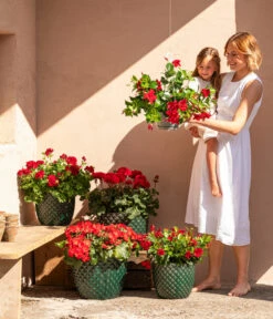 Dehner Keramik-Topf Elite -Ubbink Verkäufe 8813008 6705461 6705479 6705487 WE MO 001 GeranieRubinHeissesRot 1