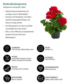 Bodendeckergeranie 'Rubin' -Ubbink Verkäufe 8813008 WE IG 001 Bodendeckergeranie