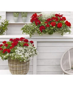 Bodendeckergeranie 'Rubin' -Ubbink Verkäufe 8813008 WE MO 002 GeranieRubinEuphorbiaDiamondfrostRenner