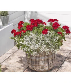 Bodendeckergeranie 'Rubin' -Ubbink Verkäufe 8813008 WE MO 004 GeranieRubinEuphorbiaDiamondfrostRenner