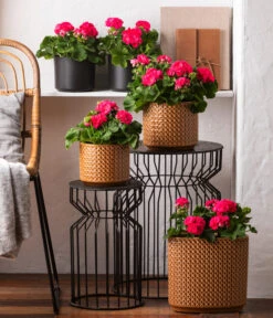 Ubbink Verkäufe -Ubbink Verkäufe 8813347 6895643 WE MO 001 GeranieRosenmaedchen