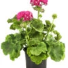 Stehende Geranie 'Rosenmädchen' -Ubbink Verkäufe 8813347 PR FS 001 GeranieRosenmaedchenPelargoniumT12DehnerExpressHerzig