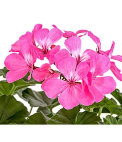Bodendecker-Geranie 'Caliente Dark', Verschiedene Farben -Ubbink Verkäufe 8813479 PR DE 001 PelargoniumInterspezificBodendeckerGeranieCalienteDarkPinkDehnerExpressHerzig