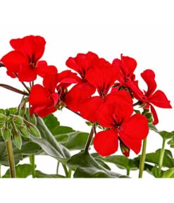 Bodendecker-Geranie 'Caliente Dark', Verschiedene Farben -Ubbink Verkäufe 8813479 PR DE 001 PelargoniumInterspezificBodendeckerGeranieCalienteDarkRotDehnerExpressHerzig