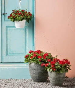 Bodendecker-Geranie 'Caliente Dark', Verschiedene Farben -Ubbink Verkäufe 8813479 WE MO 001 BodendeckergeranieCalienteDarkT13